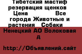 Тибетский мастиф резервация щенков › Цена ­ 100 000 - Все города Животные и растения » Собаки   . Ненецкий АО,Волоковая д.